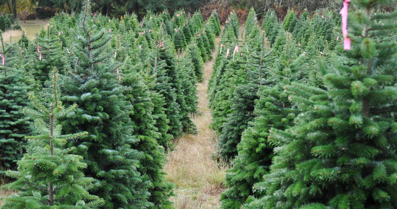 Jak kupić dobrą choinkę? Zanim zapłacisz, przeprowadź te proste testy