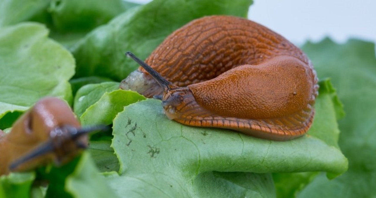 Wpuściła do ogrodu wielkich wrogów ślimaków. To była genialna decyzja Wpuściła do ogrodu wielkich wrogów ślimaków. To była genialna decyzja