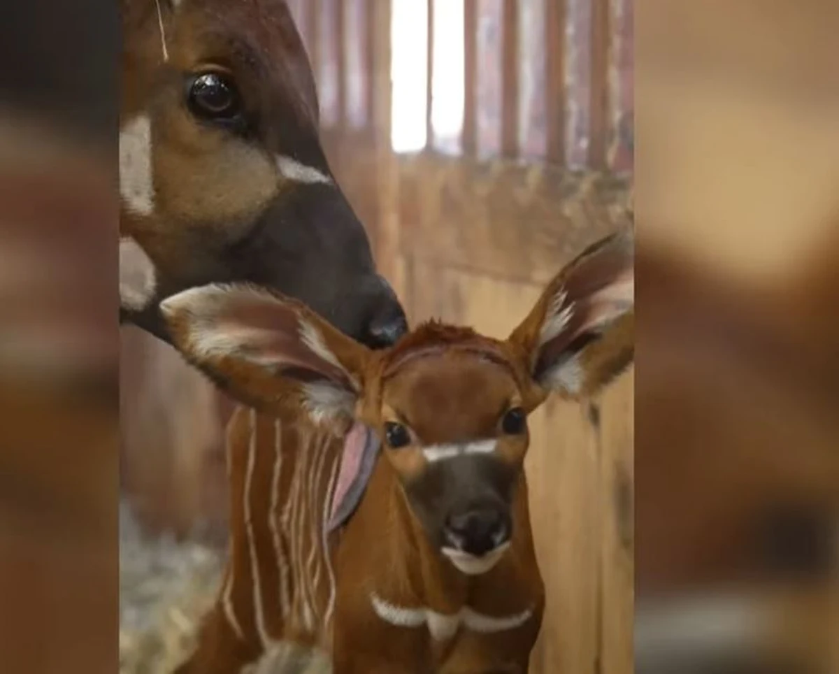 W warszawskim zoo na świat przyszła antylopa bongo. To kolejne takie narodziny, co cieszy szczególnie, bo jest to gatunek zagrożony. Imię wybiorą mieszkańcy Warszawy.