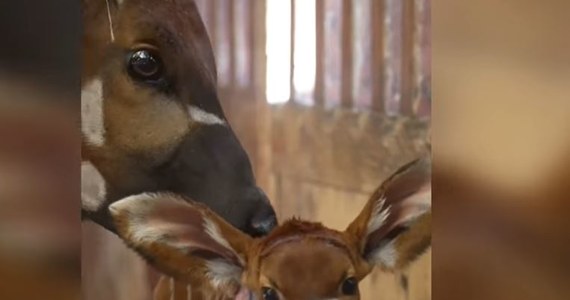 W warszawskim zoo na świat przyszła antylopa bongo. To kolejne takie narodziny, co cieszy szczególnie, bo jest to gatunek zagrożony. Imię wybiorą mieszkańcy Warszawy.