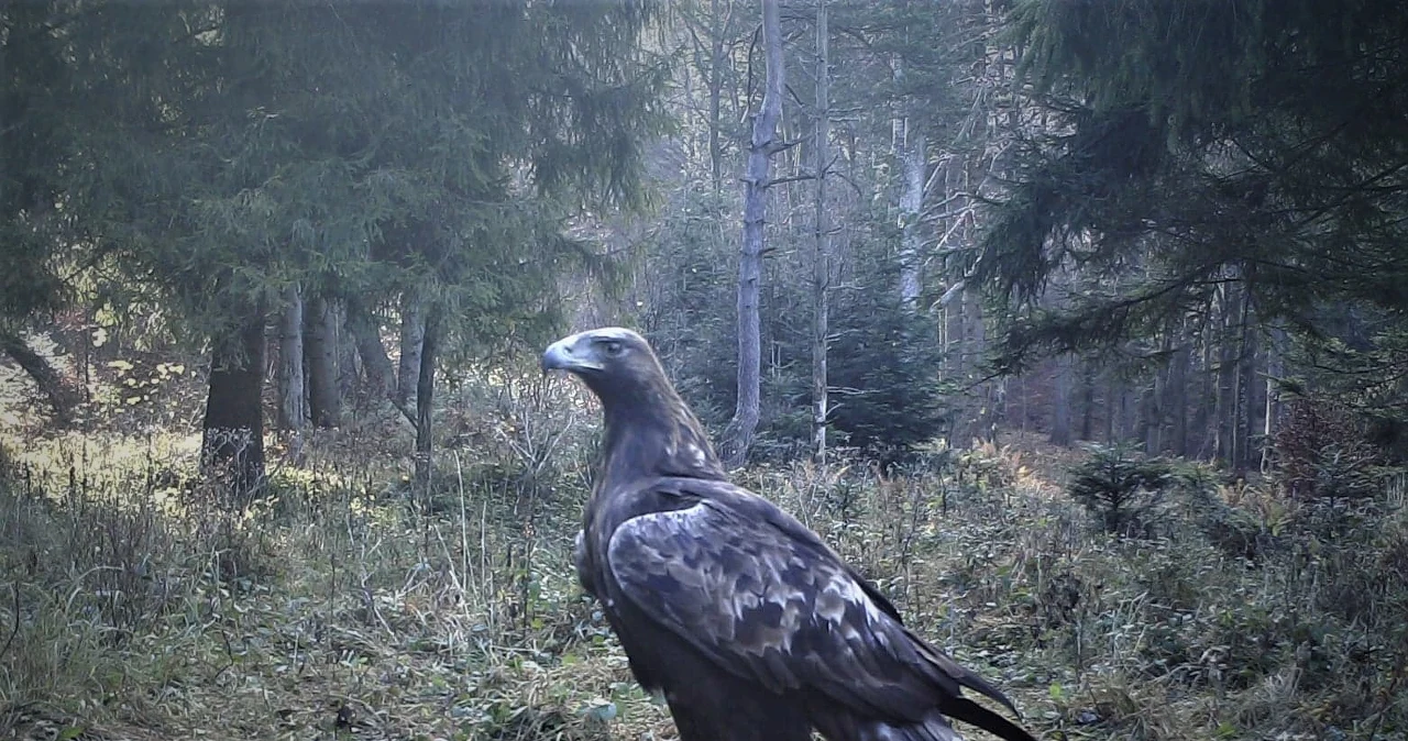 Karpaty: 13 orłów przednich opuści gniazda - Wydarzenia w INTERIA.PL