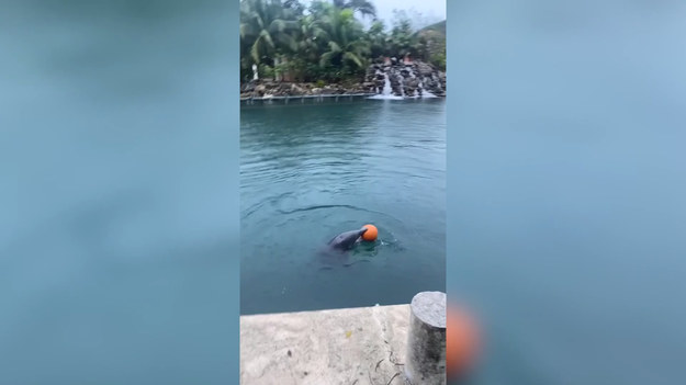 Pewna dziewczyna przechadzając się po meksykańskim Puerto Aventuras dostrzegła nietypową scenę. W przybrzeżnej wodzie zobaczyła delfina bawiącego się piłką. Zwierzę podrzucało ją i łapało, od czasu do czasu wrzucając na brzeg. Niewiele myśląc autorka nagrania i towarzysząca jej mama postanowiły dołączyć do zabawy! 