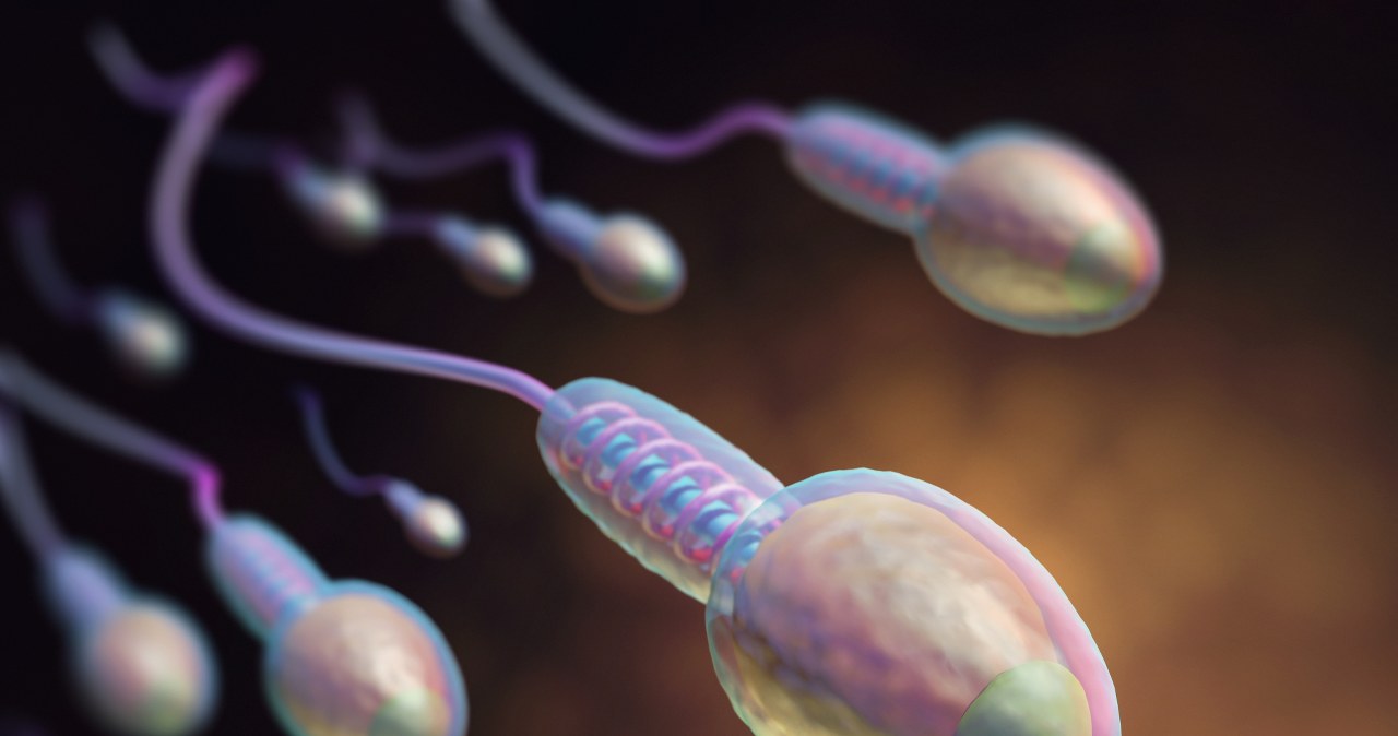 Latem plemniki są skuteczniejsze. Sezonowy rytm męskiej płodności