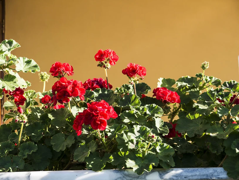 Pelargonie kwitną słabiej w lipcu? Usuwaj przekwitłe kwiatostany, by pobudzić nowe kwiaty