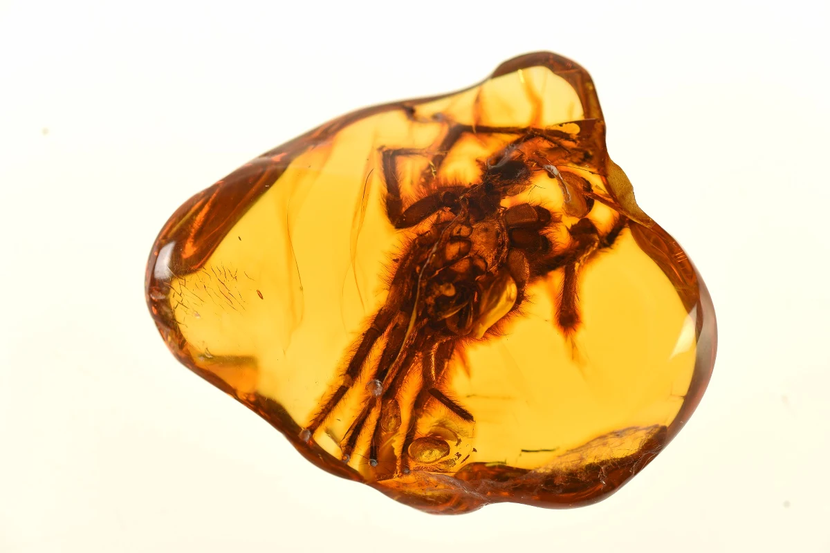 Z okazji Światowego Dnia Bursztynu Muzeum Gdańska zaprezentowało trzy nowe nabytki: inkluzje gekona, chwytówki modliszkowatej oraz ptasznika. Okazy wymarłej fauny sprzed ponad 40 milionów lat przetrwały w żywicy. 