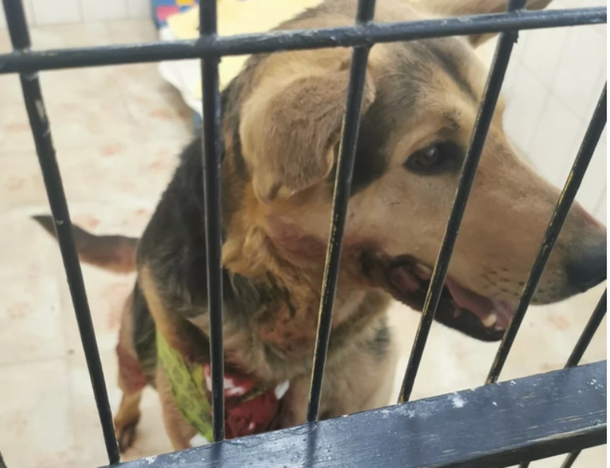 59-letnia sołtys wsi Wirki na Dolnym Śląsku odpowie przed sądem za znęcanie się nad swoim psem. Kobieta ciągnęła zwierzę na łańcuchu przypiętym do haka holowniczego samochodu.