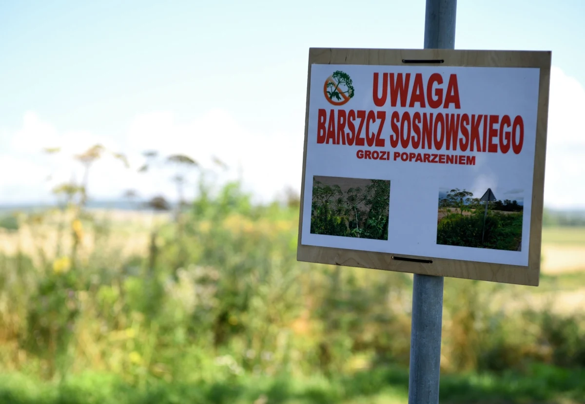 Jedni mylą go z przerośniętym koprem, inni nazywają "zemstą Stalina". Barszcz Sosnowskiego potrafi boleśnie poparzyć. Jak go rozpoznać? Gdzie kwitnie ta groźna roślina? 