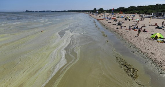 Złe informacje dla wypoczywających na Pomorzu. W ciągu jednej doby drastycznie pogorszyła się sytuacja sanitarna nad Zatoką Gdańską. Nie można się kąpać w 11 nadmorskich kąpieliskach, w tym 8 w Sopocie. Zakwitły tam bowiem sinice - informuje Główny Inspektorat Sanitarny.