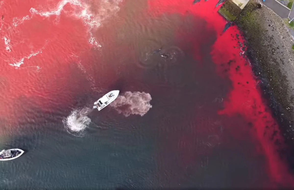 Myśliwi na Wyspach Owczych, terytorium zależnym Danii, zabili 175 grindwali, barwiąc morze na czerwono krwią ssaków. Wcześniej łodziami zapędzili zwierzęta w kierunku brzegu. Na płyciznach czekali na nie myśliwi z harpunami, hakami i nożami - podaje brytyjski portal Mail Online.