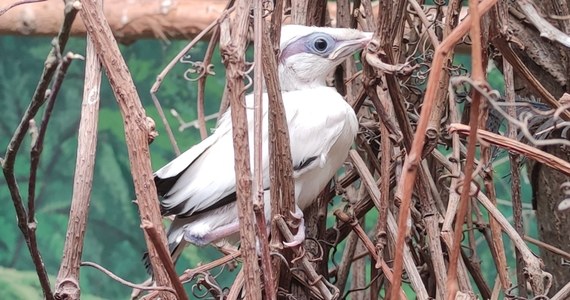 W płockim zoo wykluł się szpak balijski. To jeden z najrzadszych ptaków na ziemi. Na wolności żyje ok. 50 takich osobników.