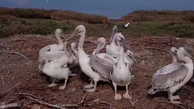 Wyspa Pelikanów w Albanii to jedyna w tym kraju kolonia lęgowa pelikanów dalmatyńskich. Na terenie rezerwatu mieszka prawie 300 gatunków ptaków, działa też specjalny szpital.