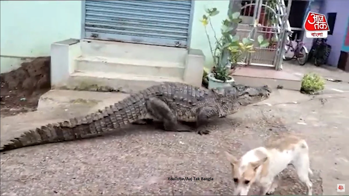 Mieszkańcy wioski Kogliban w stanie Karnatka w Indiach byli zaskoczeni, gdy zobaczyli, jak między budynkami przechadza się… wielki krokodyl. Zwierzę udało się pojmać po około godzinie.