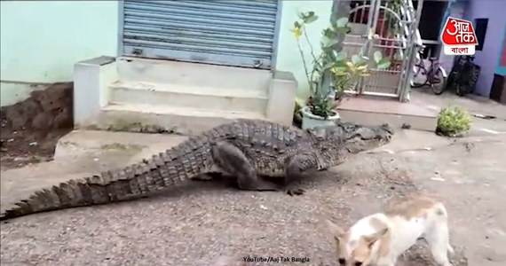 Mieszkańcy wioski Kogliban w stanie Karnatka w Indiach byli zaskoczeni, gdy zobaczyli, jak między budynkami przechadza się… wielki krokodyl. Zwierzę udało się pojmać po około godzinie.