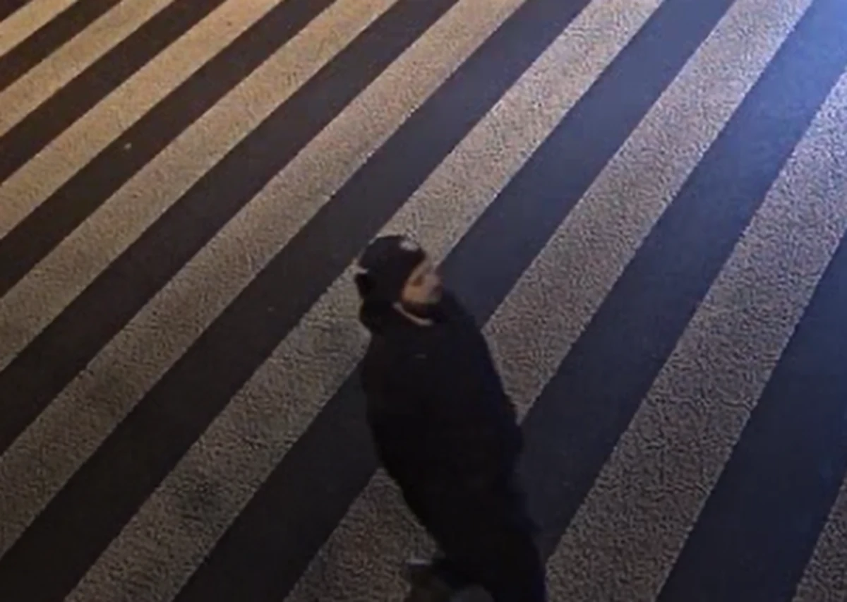 Policja z Łodzi opublikowała wizerunki trzech mężczyzn uchwyconych przez kamery miejskiego monitoringu, którzy 4 grudnia ub. roku byli w okolicy Parku Na Zdrowiu, w czasie kiedy doszło tam do zabójstwa 57-letniej kobiety. Osoby te mogą mieć istotne dla śledztwa informacje.