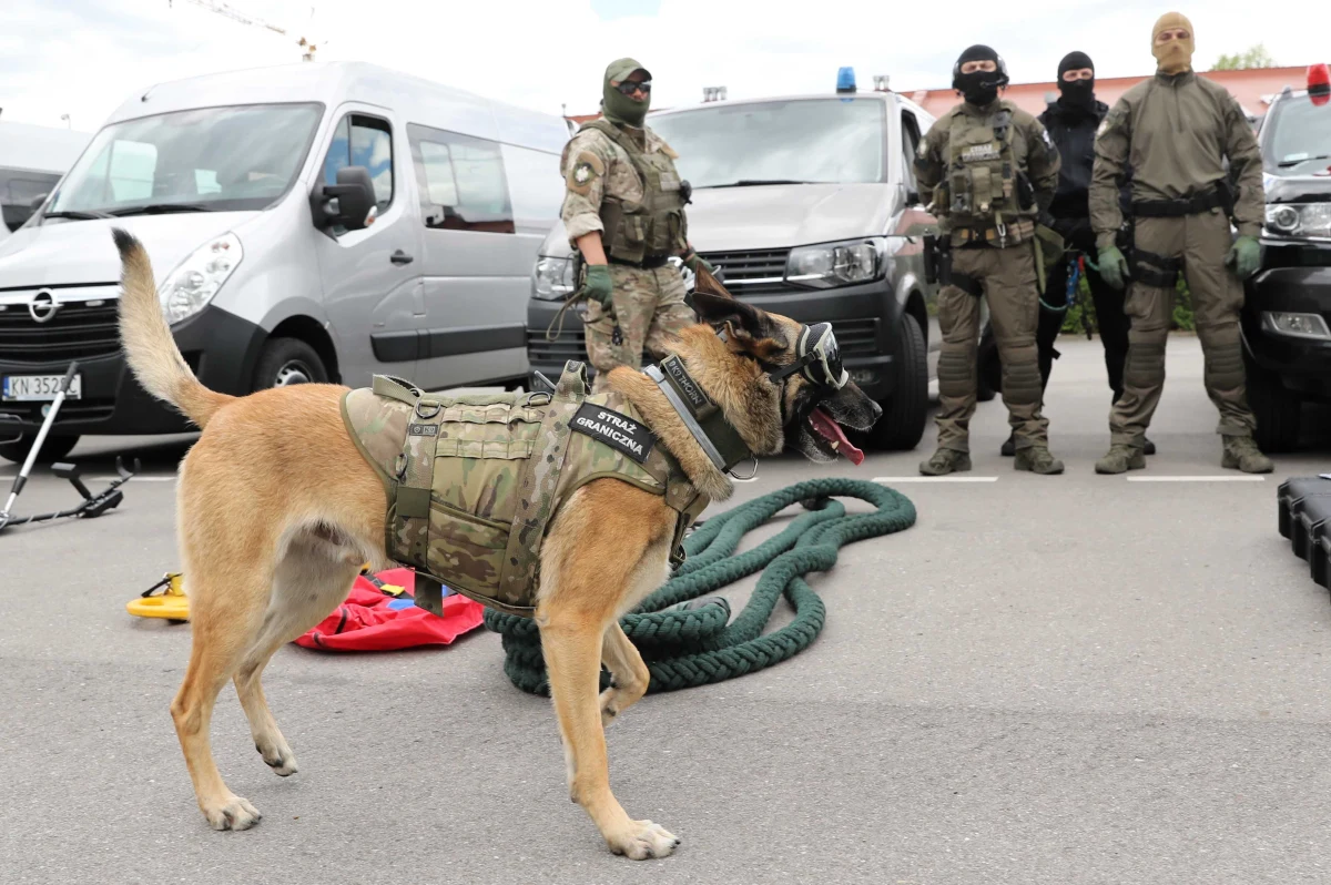 Polska zgłosiła gotowość wysłania na Litwę strażników granicznych - dowiedział się reporter RMF FM. Nasi sąsiedzi walczą z rosnąca falą nielegalnych imigrantów przedostających się przez zieloną granicę z Białorusi na Litwę. Minionej doby litewskie służby zatrzymały 150 cudzoziemców. 