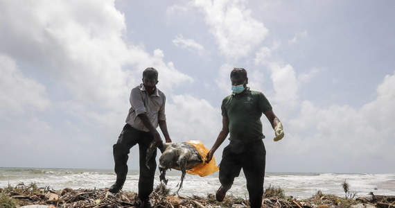 Setki martwych zwierząt morskich zostały wyrzucone na brzeg w Sri Lance kilka tygodni po zapaleniu się i zatonięciu u wybrzeży Kolombo statku towarowego X-Press Pearl, który przewoził niebezpieczne chemikalia - podaje portal BBC News.