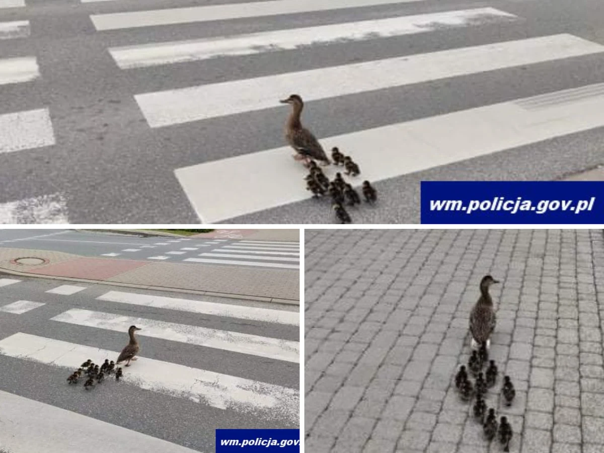 Dzielnicowi z Kętrzyna pomogli dzikiej kaczce, która prowadziła dziesięcioro piskląt ulicami tego miasta - podała w poniedziałek warmińsko-mazurska policja. Funkcjonariusze eskortowali ptasią rodzinę kilkaset metrów, aż dotarła bezpiecznie do jeziora.
