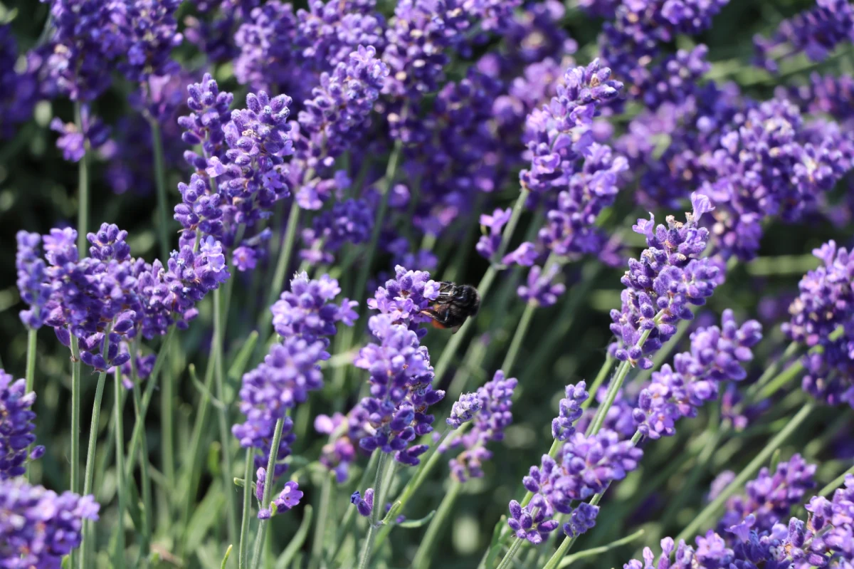 W naszym wakacyjnym cyklu co piątek prezentujemy Wam miejsca, które przypominają słynne zagraniczne atrakcje turystyczne, a znajdują się tutaj - w Polsce. Po urokliwej Szwajcarii Kaszubskiej zaglądamy do Małopolski. To tu, kiladziesiąt kilometrów od Krakowa - w Ostrowie - między łagodnymi pagórkami kryje się mała Prowansja, czyli miejsce, w którym można się zapomnieć wśród setek krzaczków lawendy.