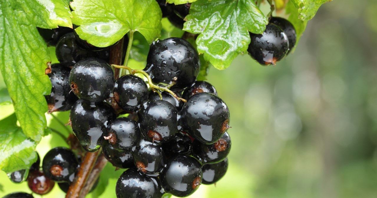 Kolor ma duże znaczenie. Jedna odmiana jest najzdrowsza