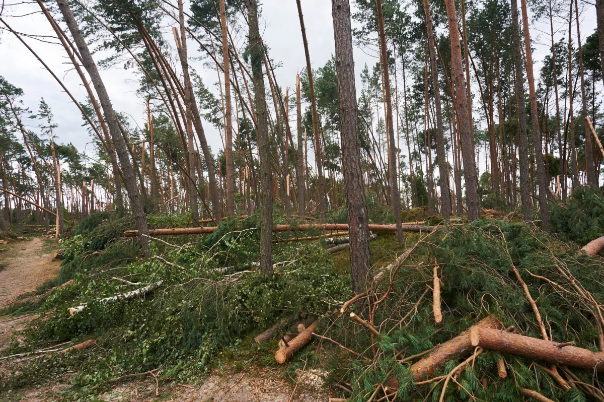 Z powodu gwałtownej burzy ewakuowano obóz harcerski w pobliżu miejscowości Gościęcin na terenie Nadleśnictwa Pękowiec (woj. świętokrzyskie). Strażacy pomogli 22 osobom. Dwie harcerki trafiły do szpitala.