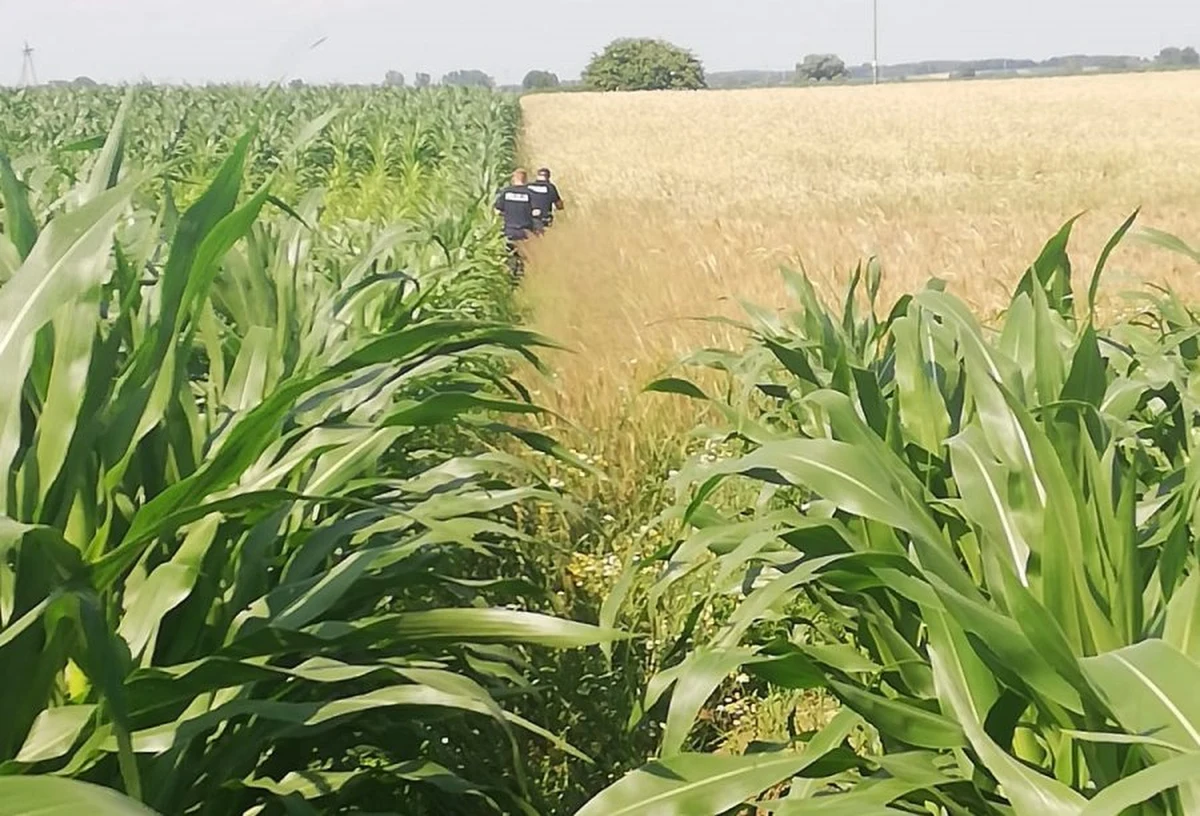 ​Kierowca opla najpierw ukradł piwo i papierosy ze sklepu, a później nie zatrzymał się do policyjnej kontroli. 37-latek wjechał w pole kukurydzy, rozebrał się do naga i myślał, że dzięki temu nikt go nie znajdzie. Policjanci wypatrzyli uciekiniera z naczepy samochodu ciężarowego.