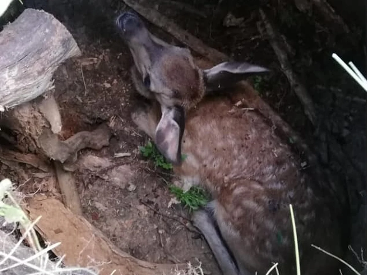 Strażacy z OSP Jedwabno uratowali młodego jelenia, który wpadł do poniemieckiego bunkra w lasach koło Czarnego Pieca na Mazurach. Uwięzione pod ziemią zwierzę zauważyli grzybiarze, którzy zawiadomili straż leśną.