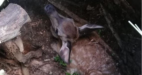 Strażacy z OSP Jedwabno uratowali młodego jelenia, który wpadł do poniemieckiego bunkra w lasach koło Czarnego Pieca na Mazurach. Uwięzione pod ziemią zwierzę zauważyli grzybiarze, którzy zawiadomili straż leśną.