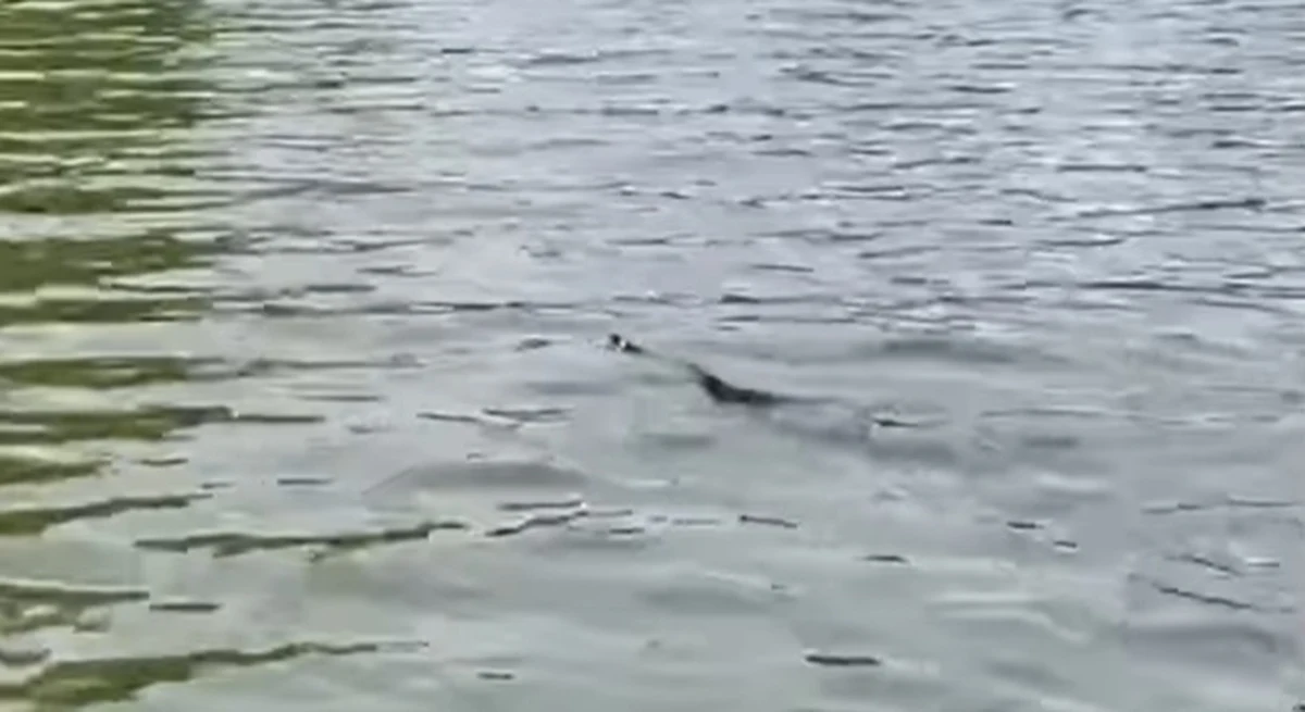 To nagranie może budzić niepokój. Na profilu Lasów Państwowych na Facebooku zamieszczono film, na którym widać, jak w jednym z polskich jezior pływa wąż. Czy powinniśmy się bać?