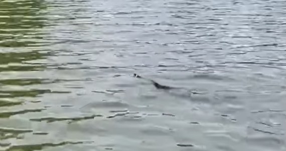 To nagranie może budzić niepokój. Na profilu Lasów Państwowych na Facebooku zamieszczono film, na którym widać, jak w jednym z polskich jezior pływa wąż. Czy powinniśmy się bać?