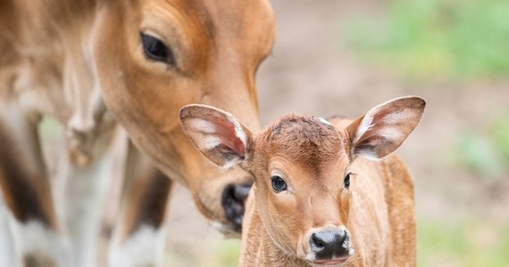 Sukces wrocławskiego zoo! W ogrodzie przyszły na świat dwa małe bantengi azjatyckie. Jedyna hodowla zachowawcza tego gatunku w Polsce znajduje się w stolicy Dolnego Śląska. W naturze zostało ok. tysiąca osobników jawajskiej odmiany bantengów.