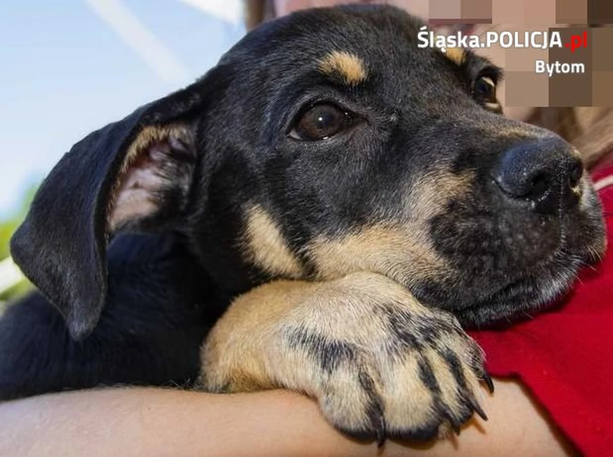 47-latka z Bytomia, która wczoraj wyrzuciła psa przez okno swojego mieszkania, usłyszała zarzut. Kobiecie grozi kara do 5 lat więzienia.