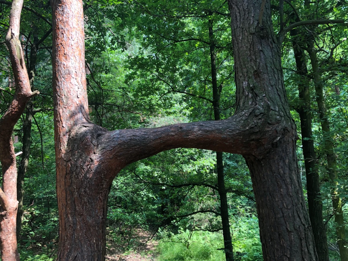 Zakochane Sosny to drzewa, które łączy silna więź. Dosłownie! Warto ich poszukać, spacerując po Uroczysku Buczyna w Chorzowie na Śląsku. Inne drzewo z gorącym uczuciem w nazwie spotkamy na Mazowszu: to Sosna Bezgranicznej Miłości w gminie Lubowidz.