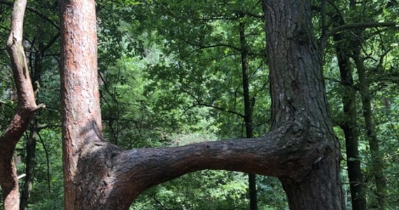 Zakochane Sosny to drzewa, które łączy silna więź. Dosłownie! Warto ich poszukać, spacerując po Uroczysku Buczyna w Chorzowie na Śląsku. Inne drzewo z gorącym uczuciem w nazwie spotkamy na Mazowszu: to Sosna Bezgranicznej Miłości w gminie Lubowidz.