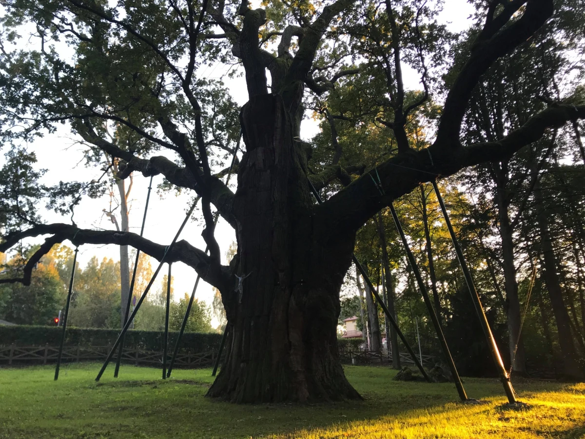 Ma około 700 lat, prawie 30 metrów wysokości i potężny obwód: niemal 10 metrów. Przez lata obrósł sympatią i legendami… Władysław Jagiełło ucztował pod nim, wracając z bitwy pod Grunwaldem, a Jan III Sobieski – po triumfie pod Wiedniem. Poznajcie najsłynniejsze z polskich drzew: dąb Bartek!