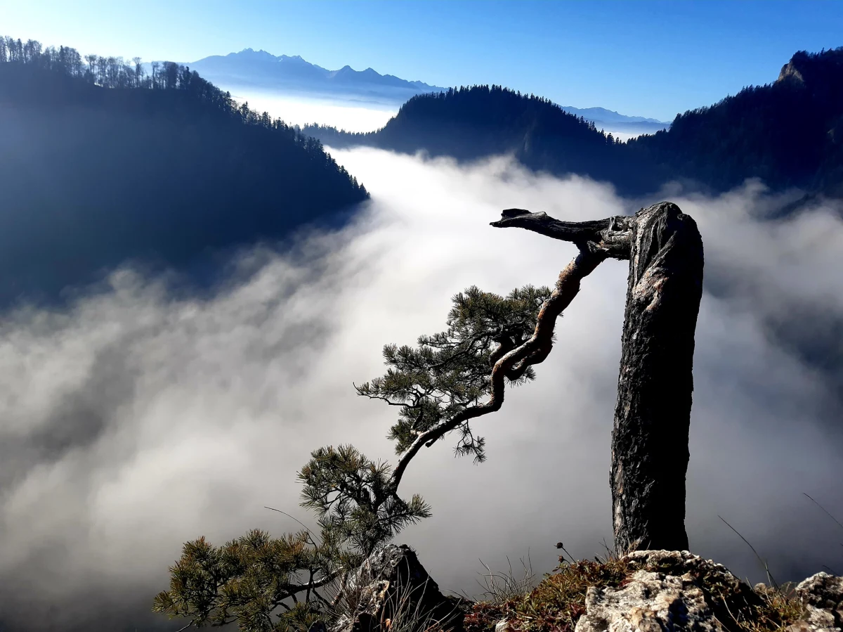 Sosna na Sokolicy, którą uszkodził pęd powietrza od śmigłowca w czasie akcji ratunkowej, najgrubsza w Polsce jodła: Lasumiła w Bieszczadach, lipa w Cielętnikach, którą pielgrzymi obdzierali z kory, kasztanowiec biały w Jastarni, który mimo wielu sztormów tylko raz stracił gałąź, a także dęby Rogalińskie, o których pisali artyści i poeci oraz cis pamiętający chrzest Polski... Poznajcie najbardziej znane i najpiękniejsze drzewa w Polsce!