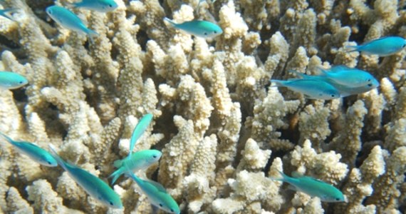 Aktorzy Jason Momoa i Joanna Lumley, książę Monako Albert II i były prezydent Malediwów - to tylko kilka osób, które znalazły się wśród sygnatariuszy listu otwartego na rzecz ochrony Wielkiej Rafy Koralowej u wybrzeży Australii. 