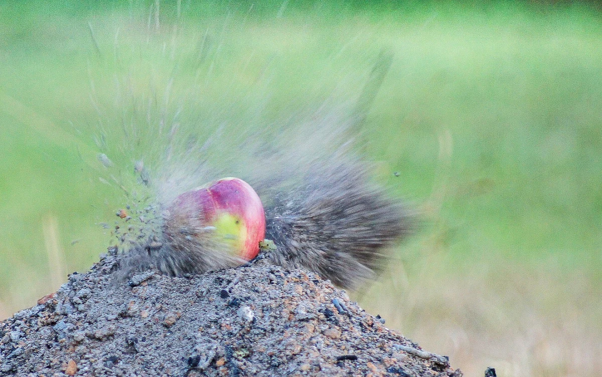 Tradycje strzelectwa sięgają wiele wieków wcześniej zanim w Europie upowszechniły się proch i broń palna. Już w antycznej Grecji walczono w turniejach, w których łucznicy starali się strącić gołębie, przywiązane do wysokich słupów.