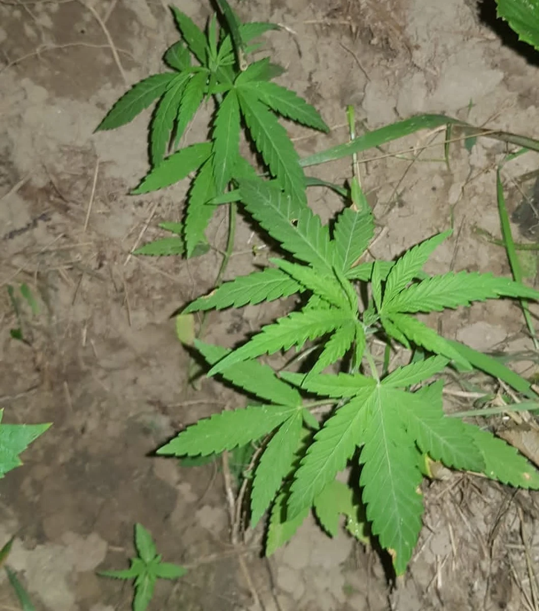 ​Do 10 lat więzienia grozi 37-latkowi, który uprawiał w lesie konopie indyjskie. Rodzina zgłosiła jego zaginięcie, tymczasem mężczyzna przebywał na swojej plantacji marihuany. 