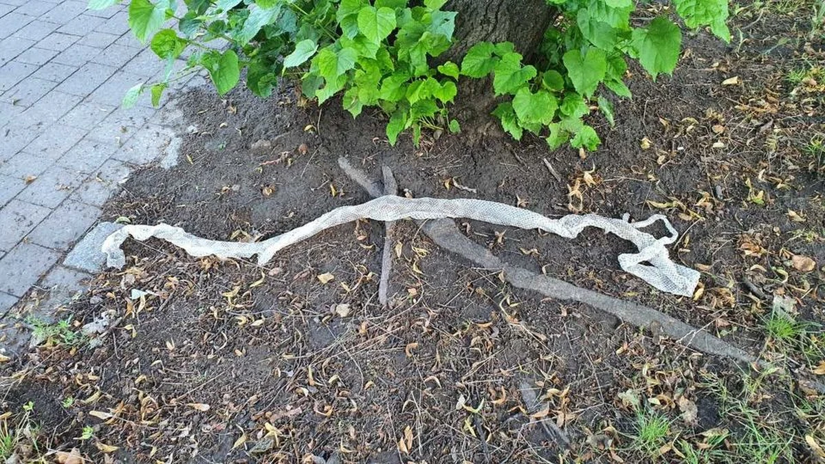 Niecodzienne znalezisko w Katowicach. Na Osiedlu Tysiąclecia mieszkańcy znaleźli dwie wylinki węża. Zostawił je prawdopodobnie pyton dywanowy o długości ponad dwóch metrów.
