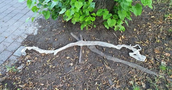 Niecodzienne znalezisko w Katowicach. Na Osiedlu Tysiąclecia mieszkańcy znaleźli dwie wylinki węża. Zostawił je prawdopodobnie pyton dywanowy o długości ponad dwóch metrów.