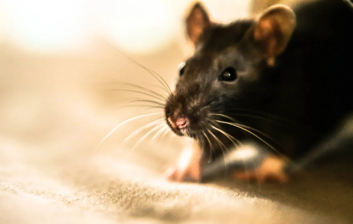 Dużych rozmiarów szczur przerwał środowe posiedzenie parlamentu Andaluzji, wspólnoty autonomicznej na południu Hiszpanii. Zwierzę zauważyła prowadząca obrady Veronica Perez, która na jego widok zaczęła krzyczeć z przerażenia.