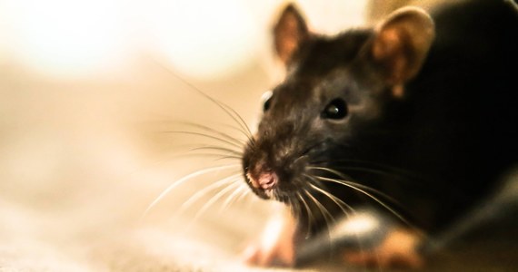 Dużych rozmiarów szczur przerwał środowe posiedzenie parlamentu Andaluzji, wspólnoty autonomicznej na południu Hiszpanii. Zwierzę zauważyła prowadząca obrady Veronica Perez, która na jego widok zaczęła krzyczeć z przerażenia.