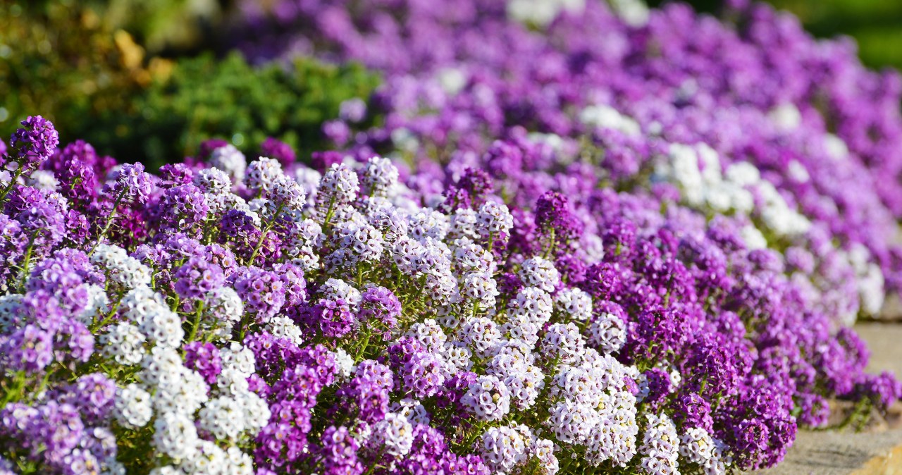 Tak zrobisz kwiatowy dywan w swoim ogrodzie. Użyj jednego gatunku roślin