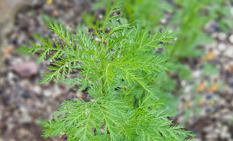 Bylica roczna (Artemisia annua), znana i szanowana w tradycyjnej medycynie chińskiej od ponad 2000 lat, może przynieść rewolucję w leczeniu raka. Naukowcy właśnie odkryli coś niezwykłego!