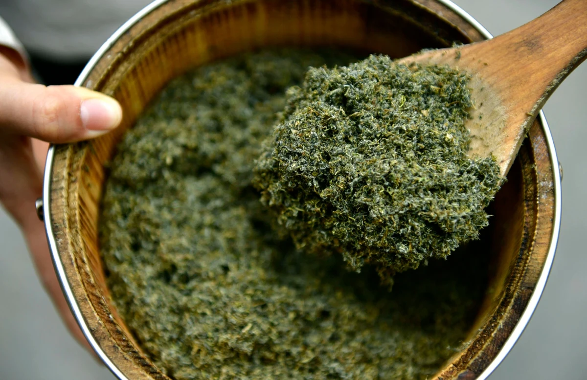 Związki zawarte w wyciągu z bylicy rocznej skutecznie zwalczają wirusa SARS-CoV-2 w tkance płucnej. Tak wykazały badania laboratoryjne opublikowane w piśmie „Scientific Reports”.