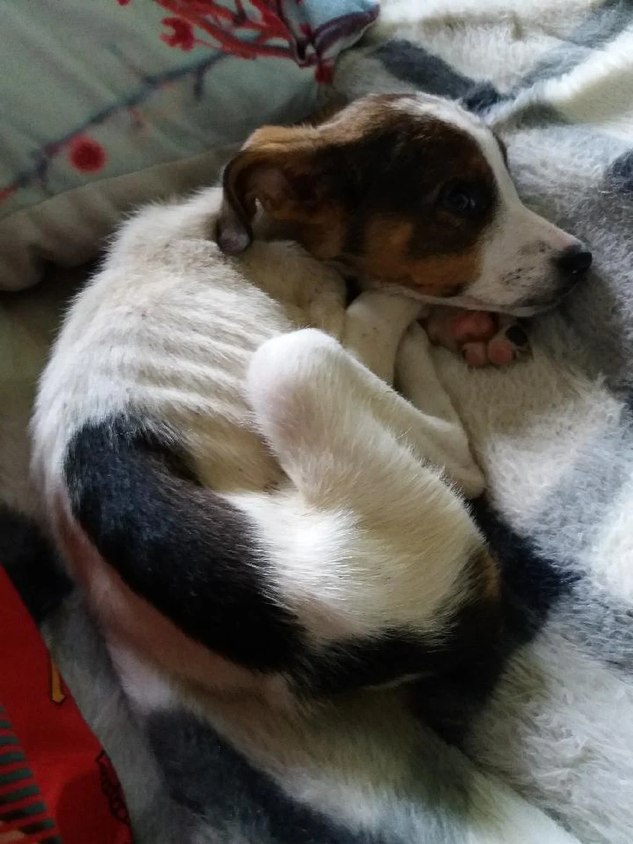 ​Wygłodzone psy i krowie truchła ujawnili na jednej z posesji w Gowarczowie (pow. konecki, woj. świętokrzyskie) obrońcy praw zwierząt. Sprawę bada policja i powiatowy lekarz weterynarii.