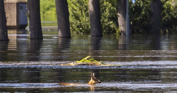 Północna część Holandii ucierpiała z powodu obfitych opadów. W miejscowościach De Westereen i Surhuisterveen w prowincji Fryzja na północy kraju ewakuowano domy opieki. W wielu innych miejscowościach zalane są drogi oraz domy. 