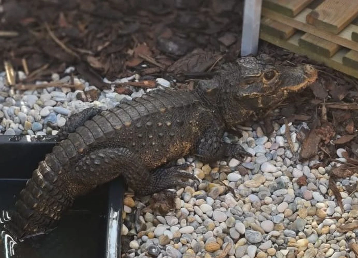 Czeska policja poszukuje krokodyla, który w sobotę uciekł z prywatnej hodowli w Ostrawie na wschodzie kraju. Według ekspertów zwierzę poszukuje wody i zacienionego miejsca. Mogło trafić więc do Odry, z którą łączy się przepływająca przez Ostrawę rzeka Ostrawica.