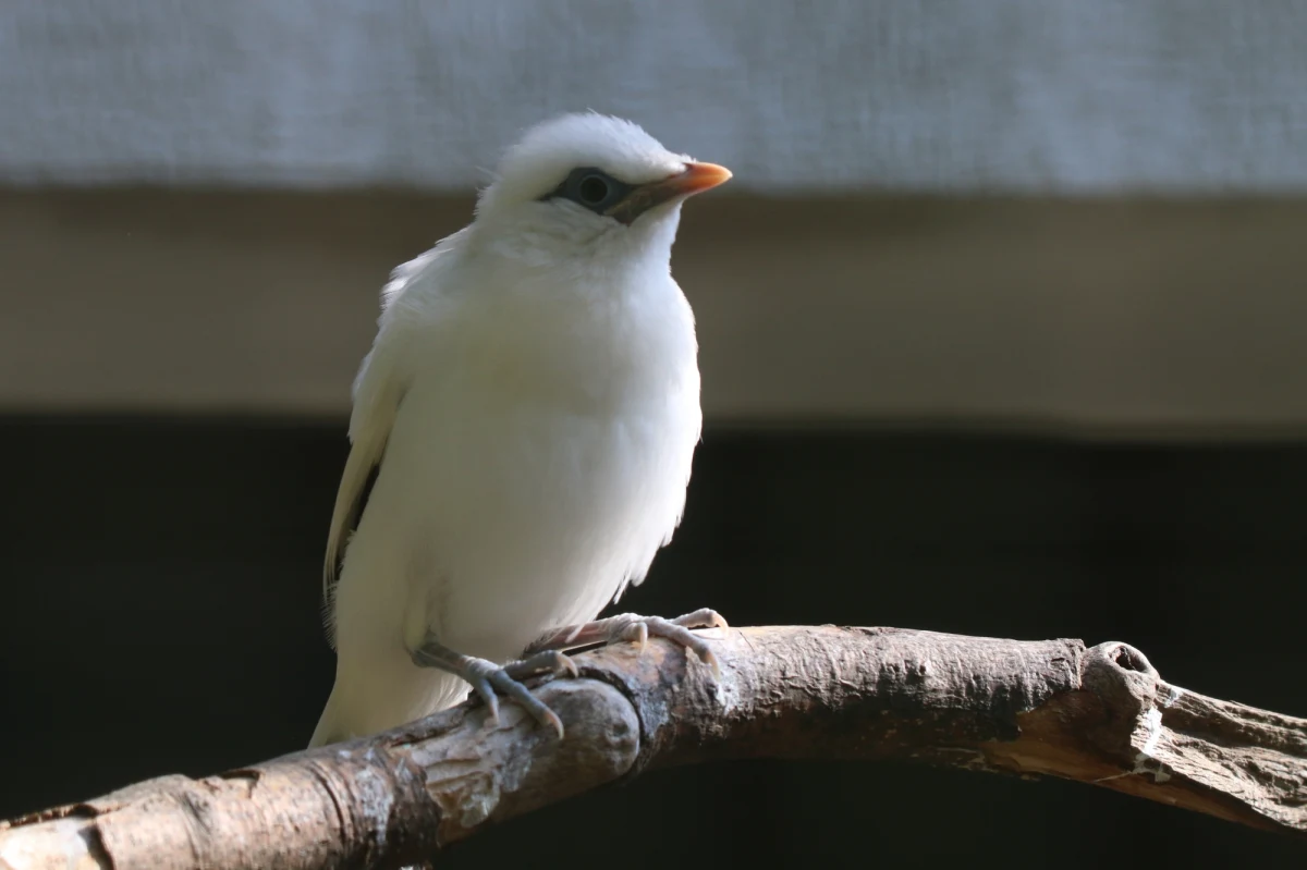 "Niespełna miesiąc temu, z gniazda, a dokładniej z budki lęgowej znajdującej się w wolierze, całkiem sprawnie wyskoczyły dwa podloty krytycznie zagrożonego, indonezyjskiego gatunku: szpaka balijskiego. To dla naszego ogrodu wielka radość, duma i ogromny sukces hodowlany" - mówi Michał Targowski, dyrektor ZOO w Gdańsku. 
