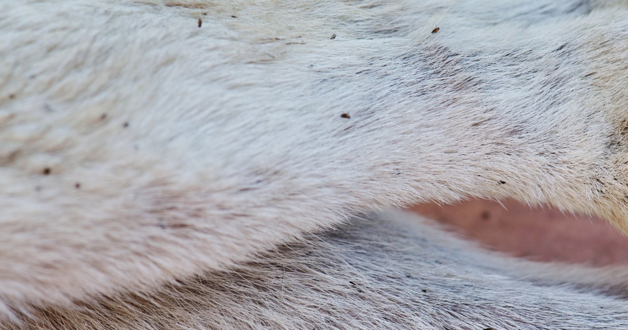 Pchły nasiliły aktywność na wiosnę. Jak zabezpieczyć zwierzęta?